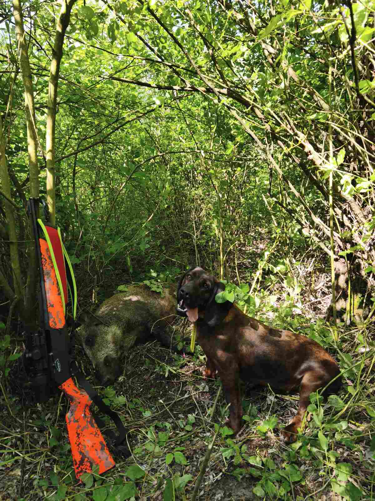 Winchester sxr2 blaze tracker